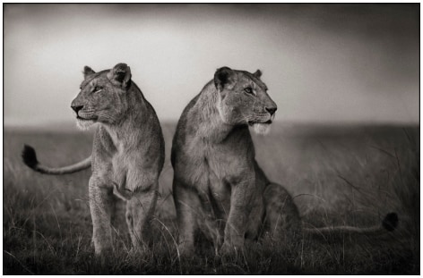Lionesses Readying to Hunt, Maasai Mara, 2008, 18 1/2 x 28 1/2 Inches, Archival Pigment Print, Edition of 25