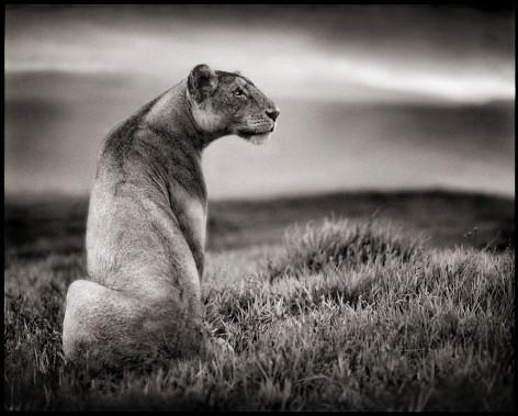 Lioness in Crater, Ngorongoro Crater, 2000, 23 x 20 Inches, Archival Pigment Print, Edition of 20