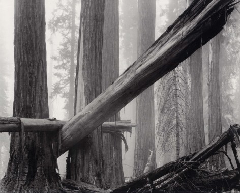 Fallen Sequoias, 1977, 22 x 28 Inches, Silver Gelatin Photograph