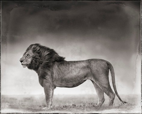 Portrait of Lion Standing in Wind, Maasai Mara, 2006, 20 1/8 x 25 5/16 Inches, Archival Pigment Print, Edition of&nbsp;25