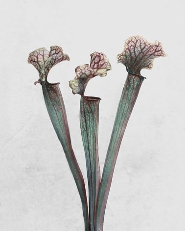 Sarracenia, 2016, Chromogenic Dye Coupler Print