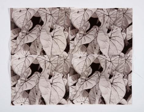 Botany, 1993, Silver Gelatin Photograph Collage with fiber strand