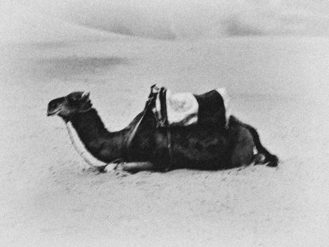 Camel in Sahara, 2017, Archival Pigment Print, Edition of 10