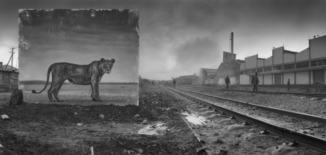 Railway Line with Lioness, 2015
