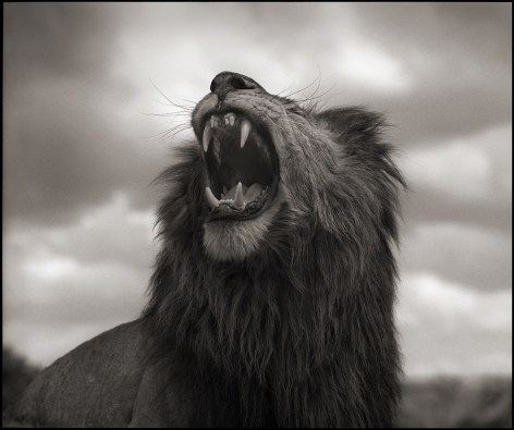 Lion Roar, Maasai Mara, 2012, 22 x 26 5/16 Inches, Archival Pigment Print, Edition of 15