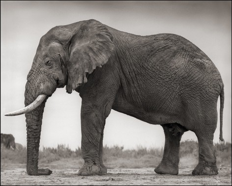 Old Elephant with One Tusk, Amboseli, 2012, 22 x 27 1/2 Inches, Archival Pigment Print, Edition of 15