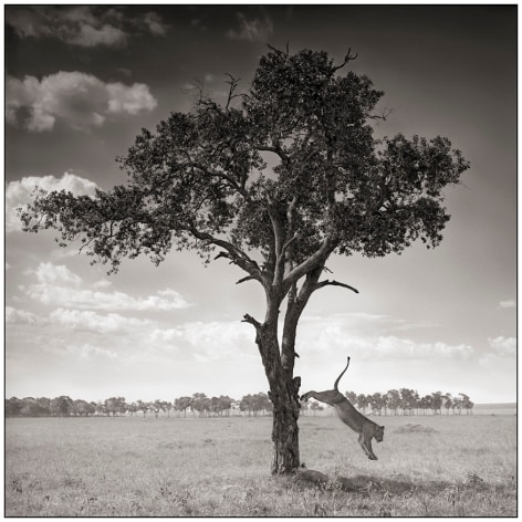 Lioness Jumping Out of Tree, Maasai Mara,&nbsp;2008, 20 1/2 x 20 1/2 Inches, Archival Pigment Print, Edition of&nbsp;25
