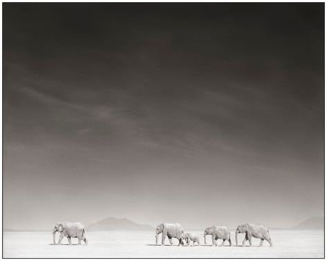 Elephants in Bleached Sunlight, Amboseli, 2008, 20 1/4 x 25 3/8 Inches, Archival Pigment Print, Edition of&nbsp;25