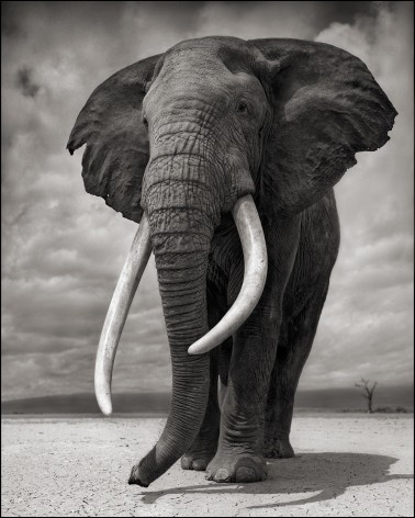 Portrait of Elephant on Bare Earth, Amboseli, 2011, 27 1/2 x 22 Inches, Archival Pigment Print, Edition of&nbsp;15