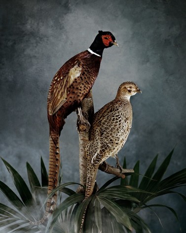 Untitled #21 (Pheasants),&nbsp;2020, Cibachrome Photograph
