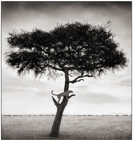 Cheetah in Tree, Maasai Mara, 2003, 21 1/2 x 20 1/4 Inches, Archival Pigment Print, Edition of&nbsp;20