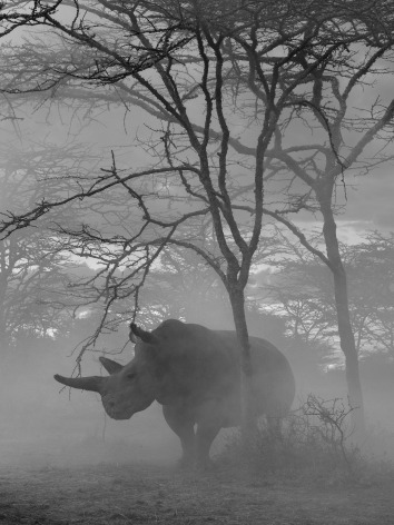 Fatu in Trees, Kenya, 2020