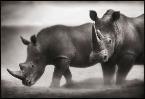 Two Rhinos, Lewa Downs, 2003, 19 x 27 1/2 Inches, Archival Pigment Print, Edition of 20