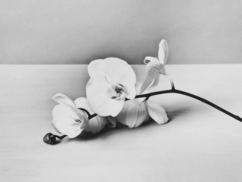 Flower, 2015, Archival Pigment Print, Combined Edition of 10