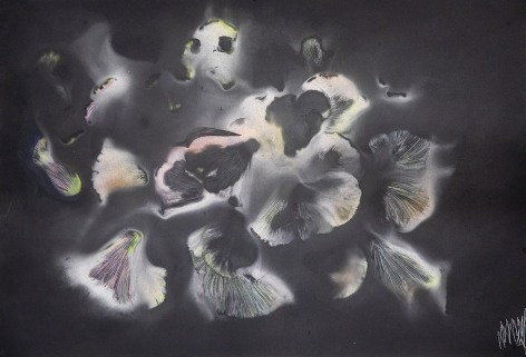 a drawing by Lily Cox-Richard on black paper made with mushroom spores and shimmery, translucent pigment