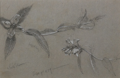 William Trost Richards (1833-1905), White Flower Study, 1859