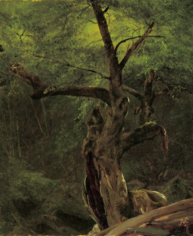 Jervis McEntee (1828-1891), Old Birch, Kauterskill Clove