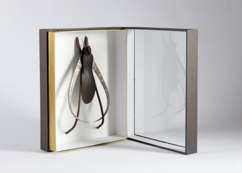 despont insect