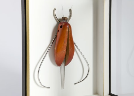 despont insect