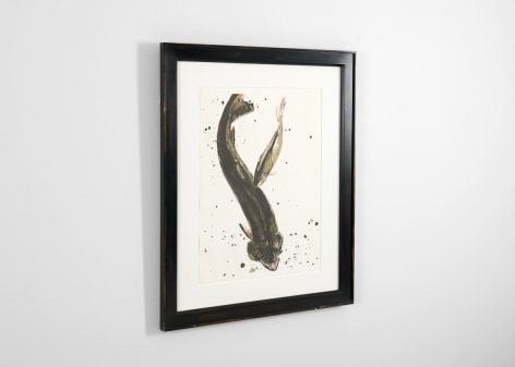 despont fish