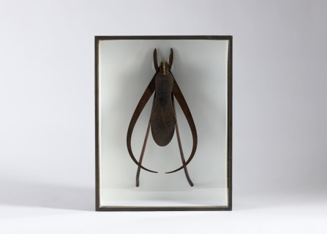 despont insect