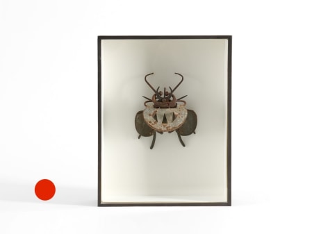 sold insect