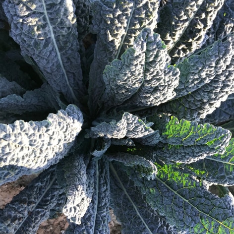 Tuscan Kale/ Cavolo Nero
