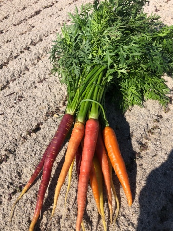 Baby Carrots in mixed colors- red, orange, yellow, purple