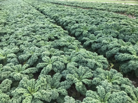 Kale in field