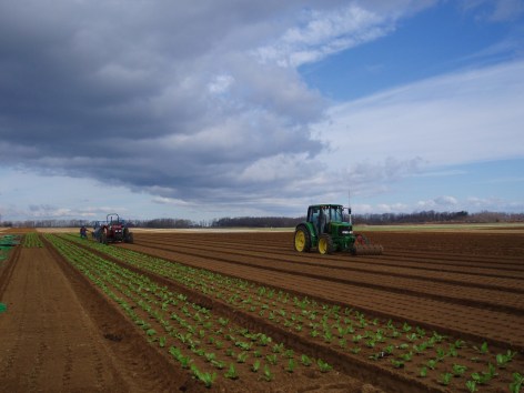 Transplanting Frisee and Head Lettuce for quality