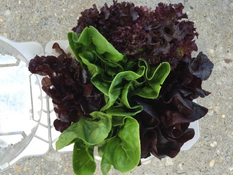 Baby Lettuce Heads Mixed Types