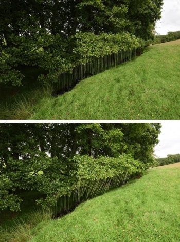 Andy Goldsworthy Rush lines threaded through the leaves of an alder tree Dumfriesshire, Scotland 20 July 2017, 2017 Suite of two unique archival inkjet prints Each: 16.9 x 25.6 inches (43 x 65 cm) Each: 17.3 x 25.9 x 1.5 inches (44 x 65.9 x 3.8 cm) (framed) GL13340