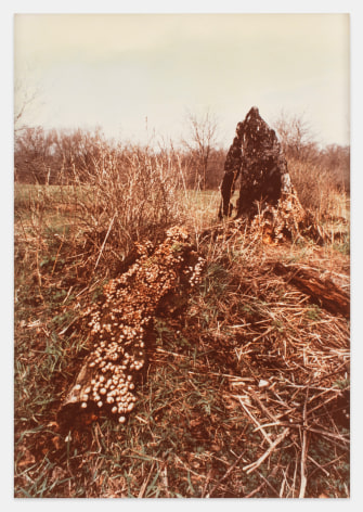 Ana Mendieta Untitled: Silueta Series, Iowa, 1978