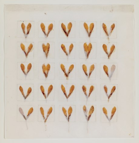 Michelle Stuart Seed Calendar: Samara, 1993 Maple seeds from Amagansett, NY on Chinese paper 16 x 15 1/2 in (40.6 x 39.4 cm) Framed: 18 1/8 x 17 1/2 x 1 in (46 x 44.5 x 2.5 cm) (GL12664)