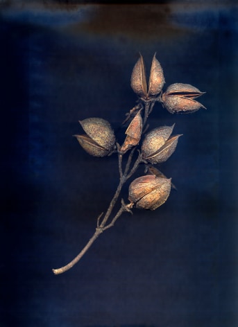 Photograph of seed pods on dark background