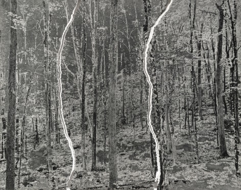 Gesche W&uuml;rfel  Harvard Forest, MA (1), version 1, 2019-2021  Ripped Gelatin Silver Print (matte fiber paper)  16h x 17w in 40.64h x 43.18w cm  GW_028, Black and White, Landscape, Solarized and ripped into three individual pieces