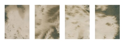 Dawn Roe  Lone Fir Yew (2) from the series, &quot;Conditions for an Unfinished Work of Mourning: Wretched Yew&quot;, 2019  Toned Cyanotype on paper  Set of 4, 7h x 5w inches each (paper size) - a set of prints featuring the negative silhouette of the branches and needle of the yew tree