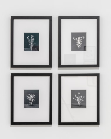 Installation image of a grid of four black and white photographs of flowers in vases