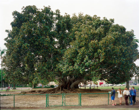 Jade Doskow  San Diego 1915 World's Fair, &quot;Panama-California Exposition,&quot; Moreton Bay Fig Tree, 2013  Digital Chromogenic Print  20h x 25w in -  a photograph of a large fig tree