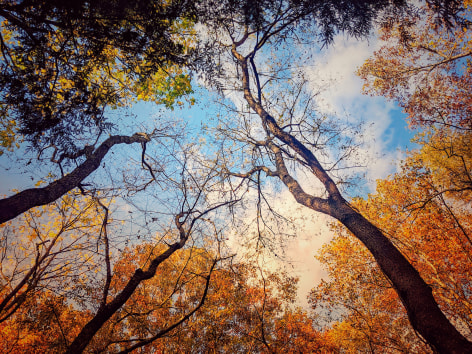 Color photograph of tree tops and sky