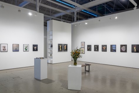 Installation view of floral still life photographs