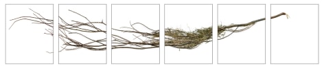 Dawn Roe  Si's Branch (Dried) from the series &quot;Conditions for an Unfinished Work of Mourning&quot; Wretched Yew, 2020  Pigment prints on Hahnemuhle Photo Rag paper  Set of 6, 10 x 8 inches each (paper size), photograph of a yew tree branch over 6 individual images