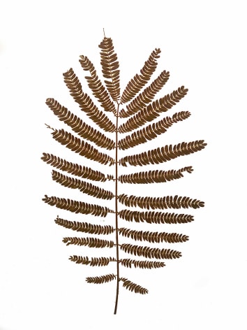 Pressed Fern, 2015, a pressed, dried fern on paper in a frame