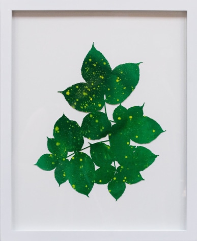 Hannah Cole  Yellow Spotted Weeds, 2018  watercolor on cut paper  Framed: 20h x 16w in 50.80h x 40.64w cm  HC_065