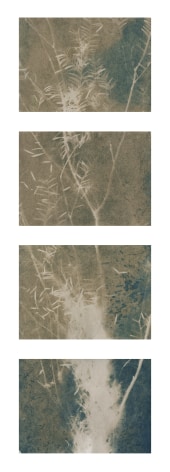 Dawn Roe  Si's Branch (Rain) from the series, &quot;Conditions for an Unfinished Work of Mourning: Wretched Yew&quot;, 2019  Toned Cyanotype on paper  Set of 4, 5 x 7 inches each (paper size), set of 4 vertical toned cyanotypes of a yew tree branch
