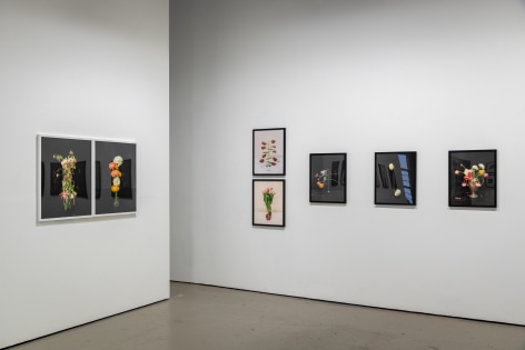 Installation view of floral still life photographs