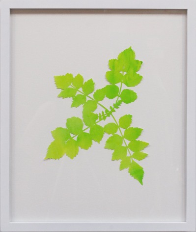 Hannah Cole  Lacy Yellow Weed, 2018  watercolor on cut paper  Framed: 24h x 20w in 60.96h x 50.80w cm  HC_059