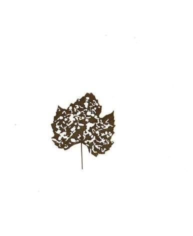 Pressed Leaf, 2015, a pressed, dry leaf attached to paper and framed