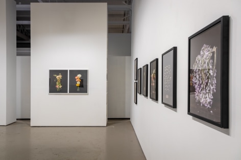 Installation view of floral still life photographs