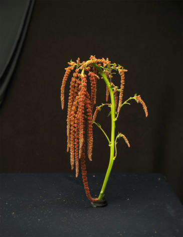 Still life photograph of flowers